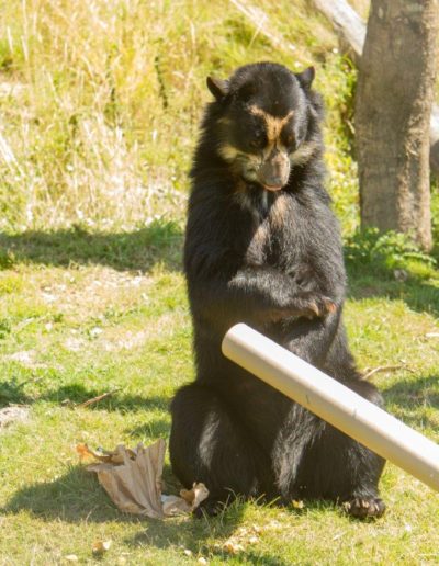 Spectacled bear