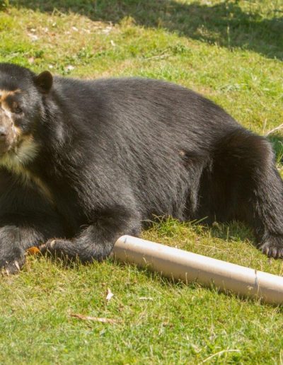 Spectacled bear