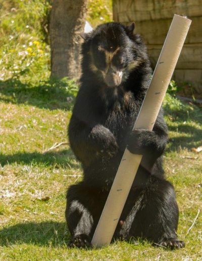 Spectacled bear