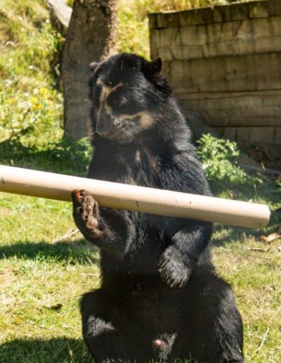 Spectacled bear