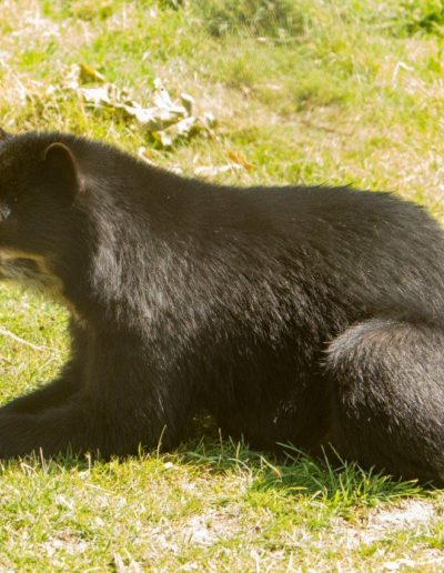 Spectacled bear