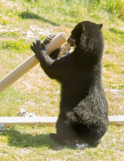 Spectacled bear