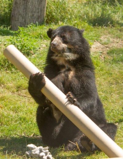 Spectacled bear