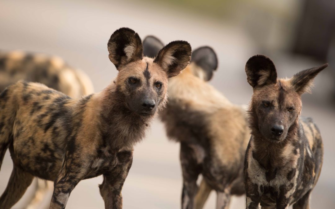 Painted Dogs Love our Cardboard Cores