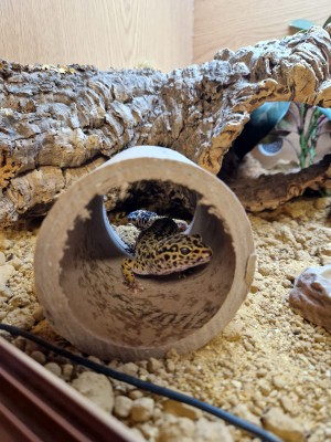 Gecko at Paradise Wildlife Park