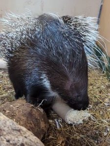 Porcupine at Paradise Wildlife Park