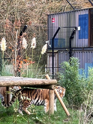 Tiger at Paradise Wildlife Park