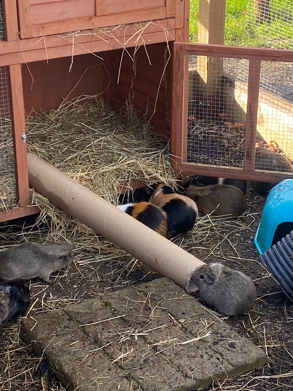 Guinea Pigs and Hopefield Sanctuary