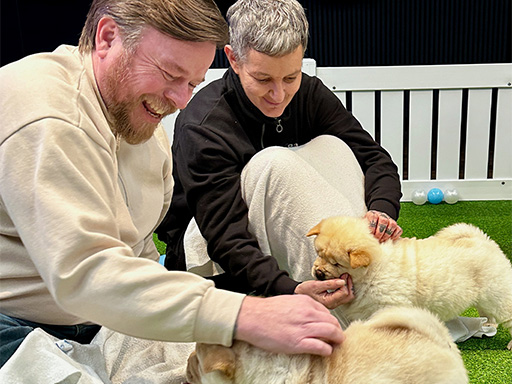 Puppy therapy workplace wellbeing